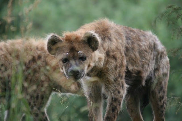 hungry hyenas