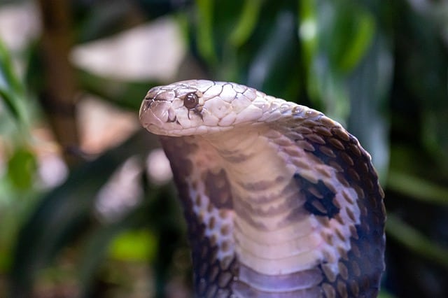 dream with lots of snakes dream with lots of snakes